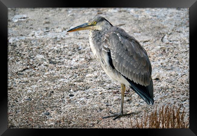 Eloquent Grey Heron: A Riveting Portrait Framed Print by Tom McPherson