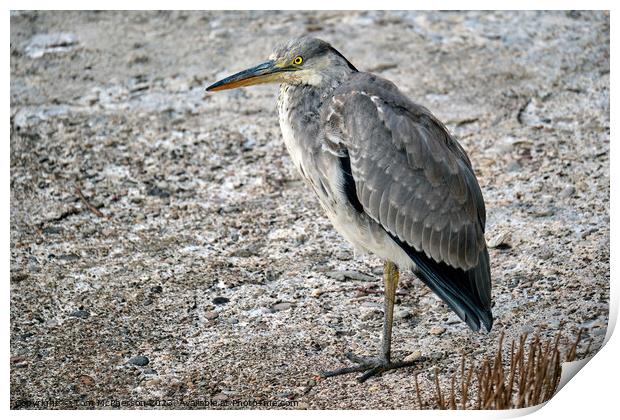 Eloquent Grey Heron: A Riveting Portrait Print by Tom McPherson