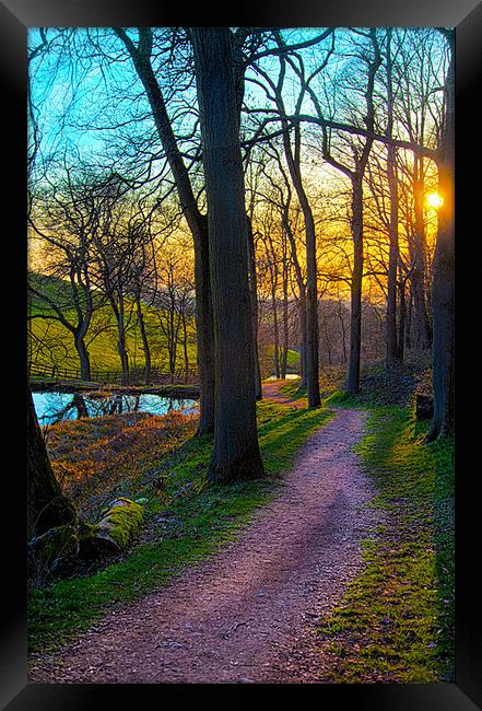 A Sunny Woodland Pathway Framed Print by Peter Blunn