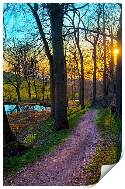 A Sunny Woodland Pathway Print by Peter Blunn