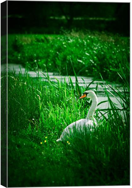 Swan down by a reen Canvas Print by Simon Barclay