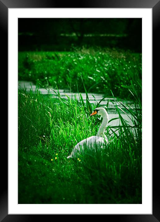 Swan down by a reen Framed Mounted Print by Simon Barclay