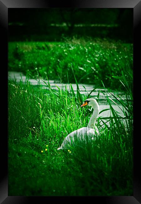 Swan down by a reen Framed Print by Simon Barclay