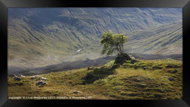 Lone Tree near Loch Cluanie, Scotland Framed Print by Chris Mobberley