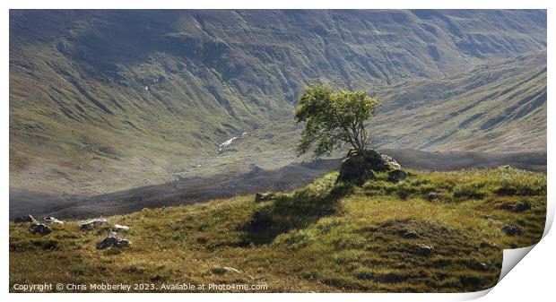 Lone Tree near Loch Cluanie, Scotland Print by Chris Mobberley