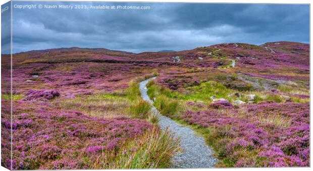 The Path through the Heather Canvas Print by Navin Mistry