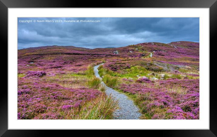 The Path through the Heather Framed Mounted Print by Navin Mistry