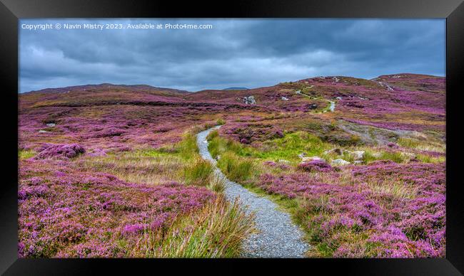 The Path through the Heather Framed Print by Navin Mistry