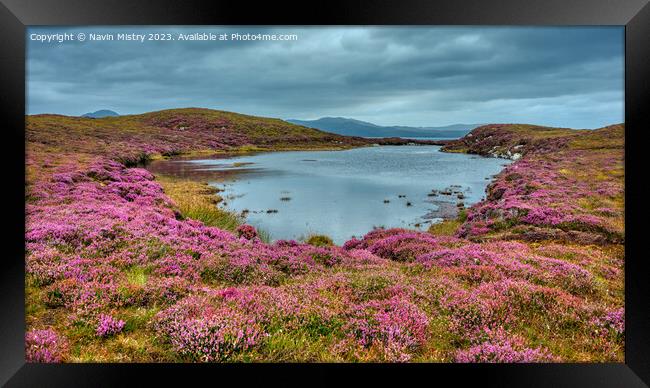 A lochan and Heather, Isle of Harris Framed Print by Navin Mistry