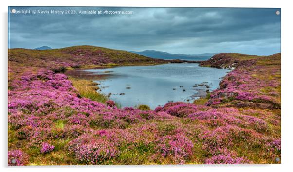 A lochan and Heather, Isle of Harris Acrylic by Navin Mistry