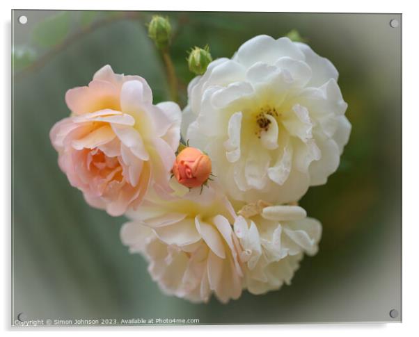 Gislane  Roseflower Acrylic by Simon Johnson
