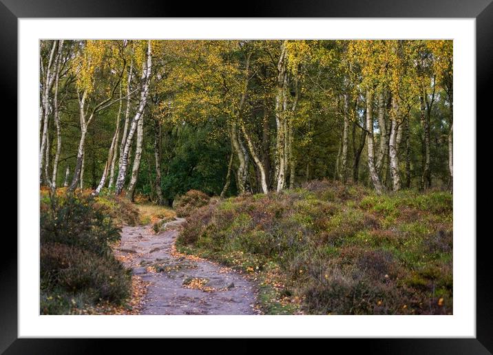 The Autumn Path. Framed Mounted Print by 28sw photography