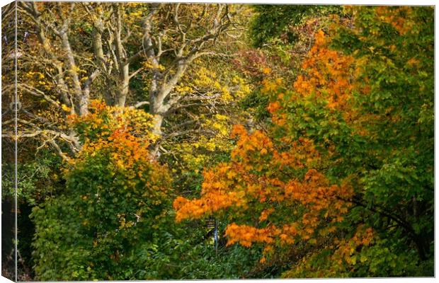The Art of Autumn. Canvas Print by 28sw photography