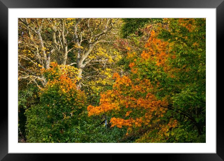 The Art of Autumn. Framed Mounted Print by 28sw photography