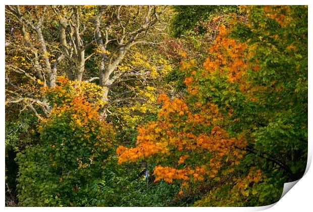The Art of Autumn. Print by 28sw photography