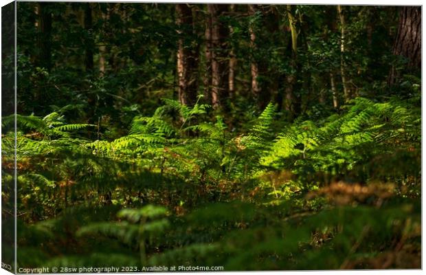Lights of Woodland Perfection. Canvas Print by 28sw photography