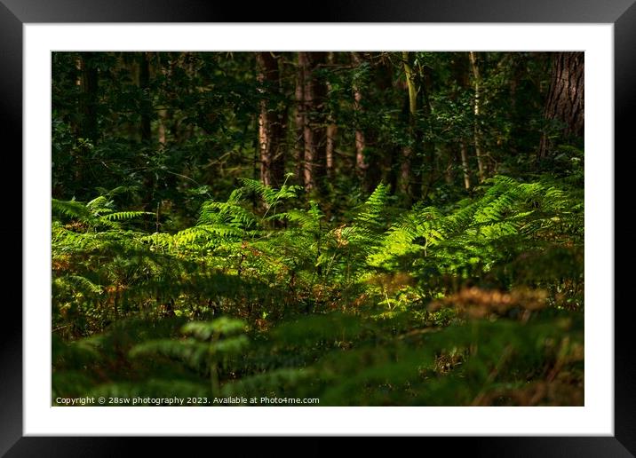 Lights of Woodland Perfection. Framed Mounted Print by 28sw photography