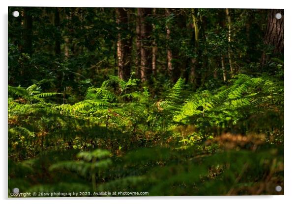 Lights of Woodland Perfection. Acrylic by 28sw photography