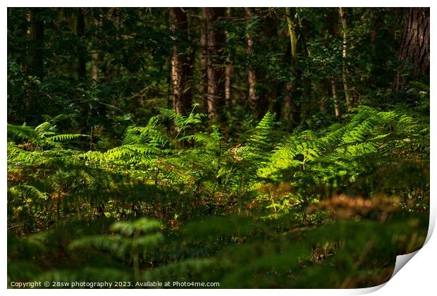 Lights of Woodland Perfection. Print by 28sw photography