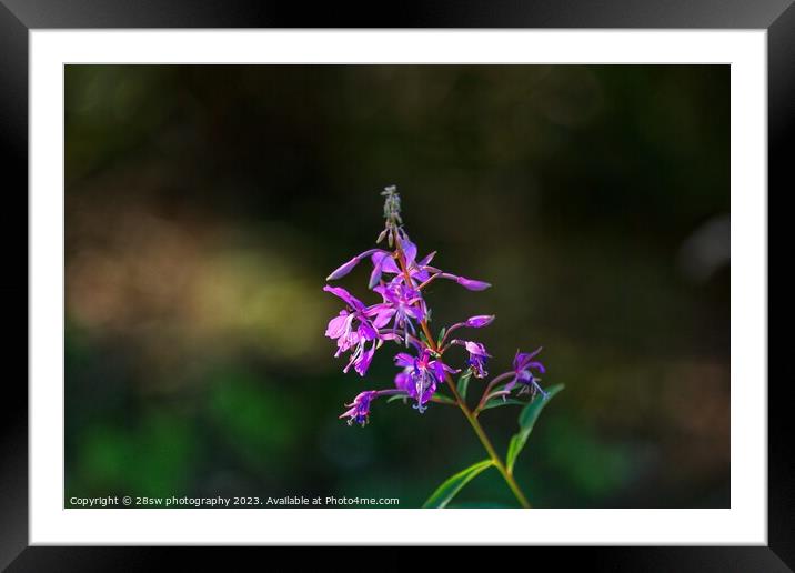 Perfections of Pink in the Woods. Framed Mounted Print by 28sw photography