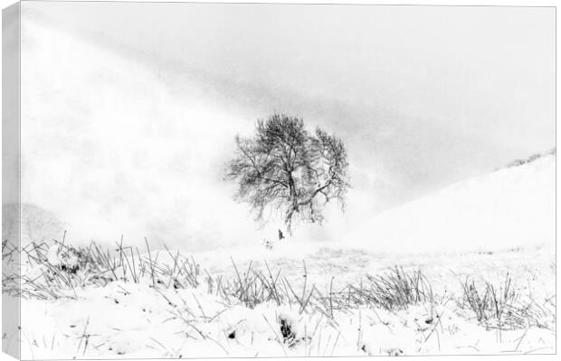 Wintering Canvas Print by Garry Quinn