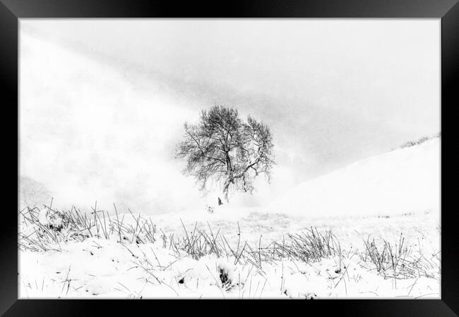 Wintering Framed Print by Garry Quinn