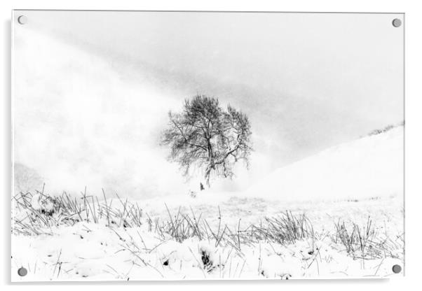 Wintering Acrylic by Garry Quinn