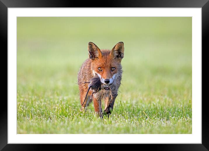 Red Fox with Prey Framed Mounted Print by Arterra 