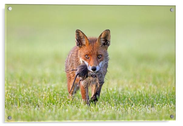 Red Fox with Prey Acrylic by Arterra 