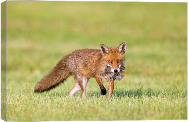 Red Fox Hunting for Mice in Pasture Canvas Print by Arterra 