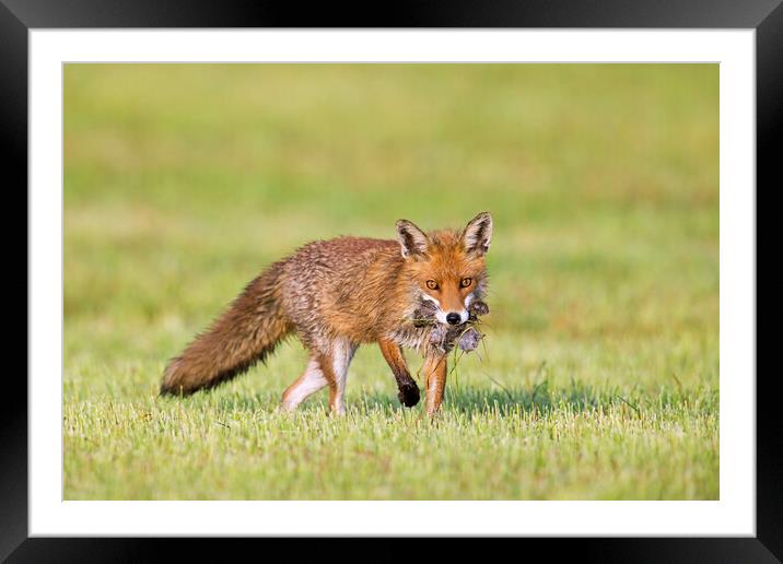Red Fox Hunting for Mice in Pasture Framed Mounted Print by Arterra 