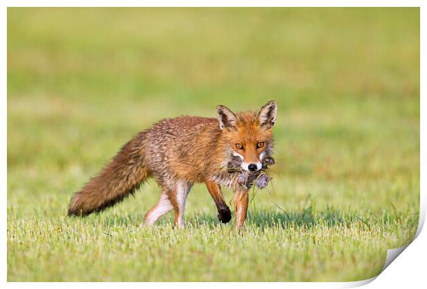 Red Fox Hunting for Mice in Pasture Print by Arterra 