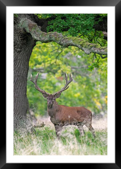 Red Deer Stag under Old Oak Tree in Wood Framed Mounted Print by Arterra 