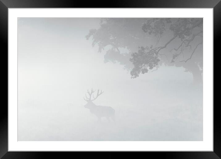 Red Deer Stag in the Mist Framed Mounted Print by Arterra 