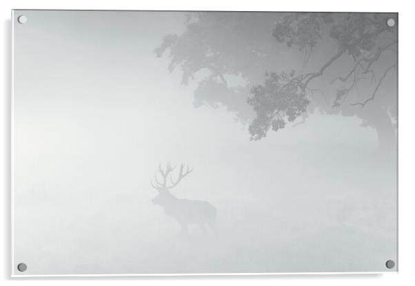 Red Deer Stag in the Mist Acrylic by Arterra 
