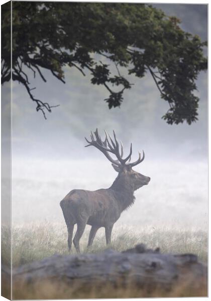 Red Deer Stag in Autumn Mist Canvas Print by Arterra 