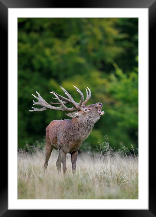 Roaring Red Deer Stag Framed Mounted Print by Arterra 
