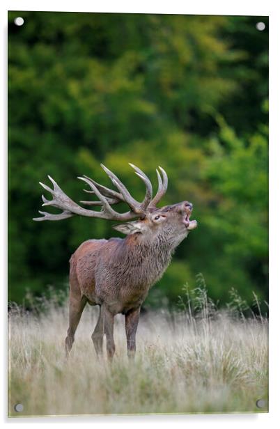 Roaring Red Deer Stag Acrylic by Arterra 