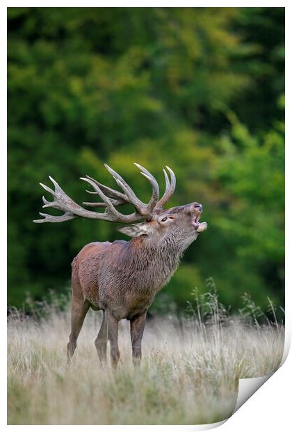 Roaring Red Deer Stag Print by Arterra 