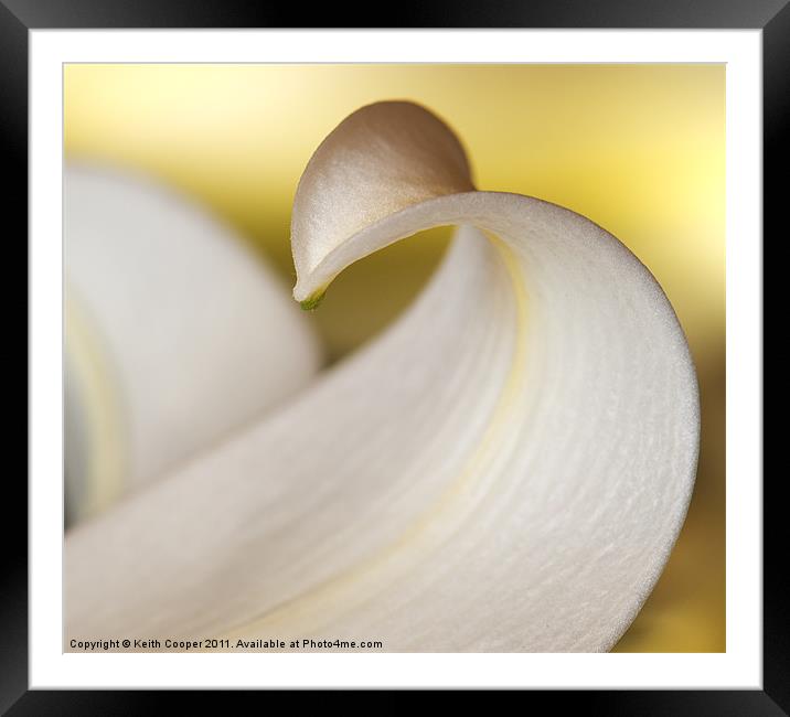 White Lily Petal Framed Mounted Print by Keith Cooper