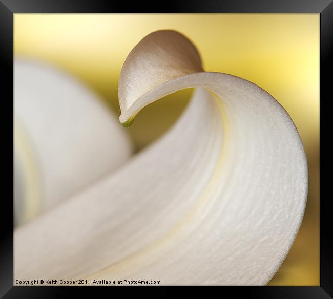 White Lily Petal Framed Print by Keith Cooper