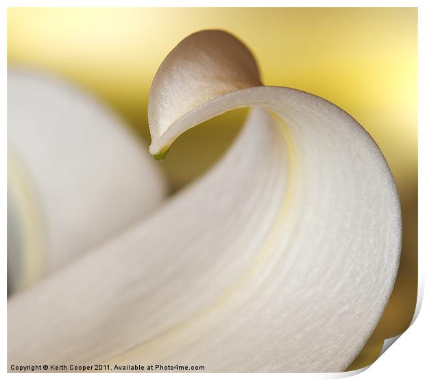 White Lily Petal Print by Keith Cooper