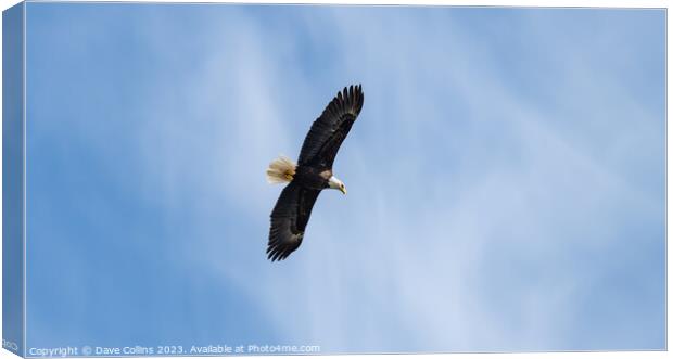 Bald Eagle in Flight, Petersburg, Alaska, USA Canvas Print by Dave Collins