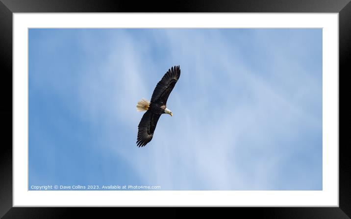 Bald Eagle in Flight, Petersburg, Alaska, USA Framed Mounted Print by Dave Collins