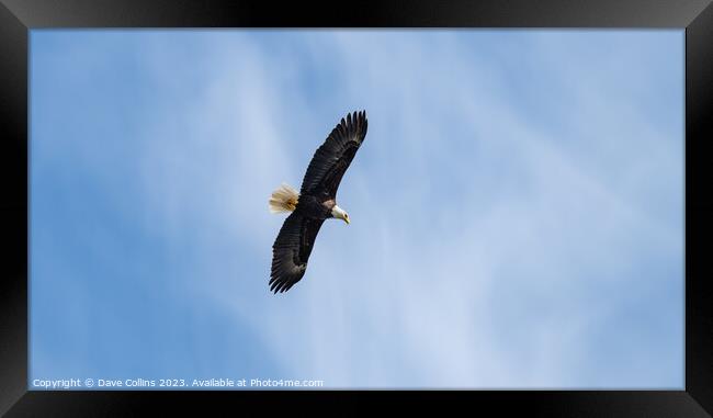 Bald Eagle in Flight, Petersburg, Alaska, USA Framed Print by Dave Collins