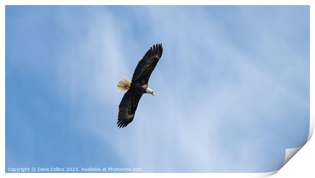 Bald Eagle in Flight, Petersburg, Alaska, USA Print by Dave Collins