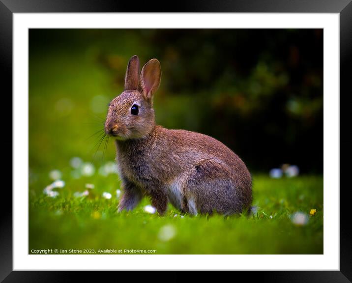 Wild Bunny  Framed Mounted Print by Ian Stone