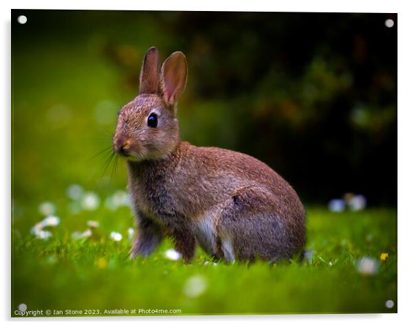 Wild Bunny  Acrylic by Ian Stone