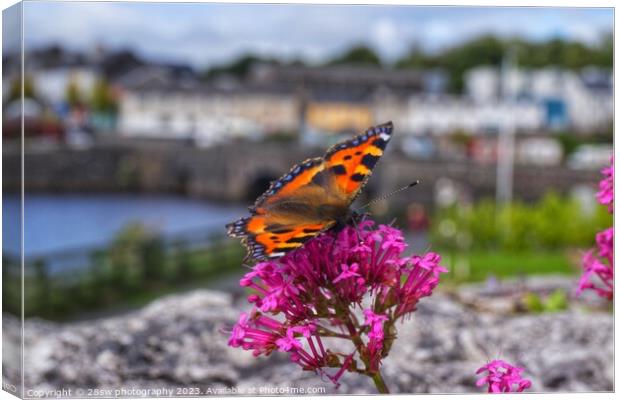 The Newport Butterfly. Canvas Print by 28sw photography