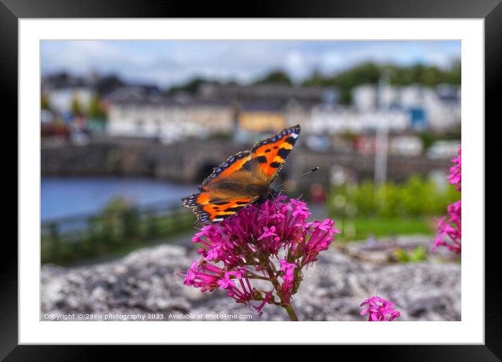 The Newport Butterfly. Framed Mounted Print by 28sw photography